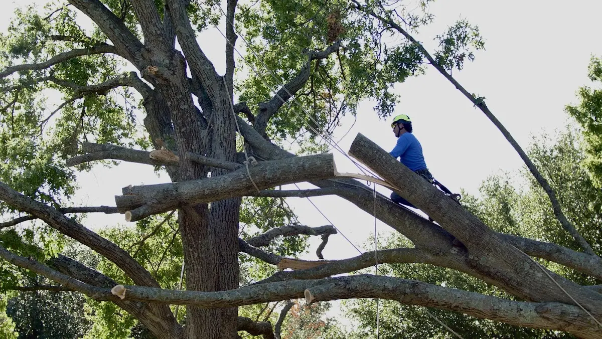 Professional Crown Thinning performed by certified arborists in Rowdy