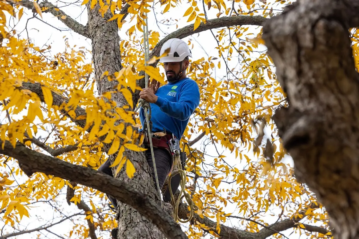 Skilled Emergency Tree Service crew working in Rowdy